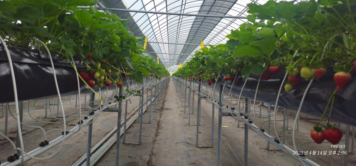 Greenhouse elevated beds